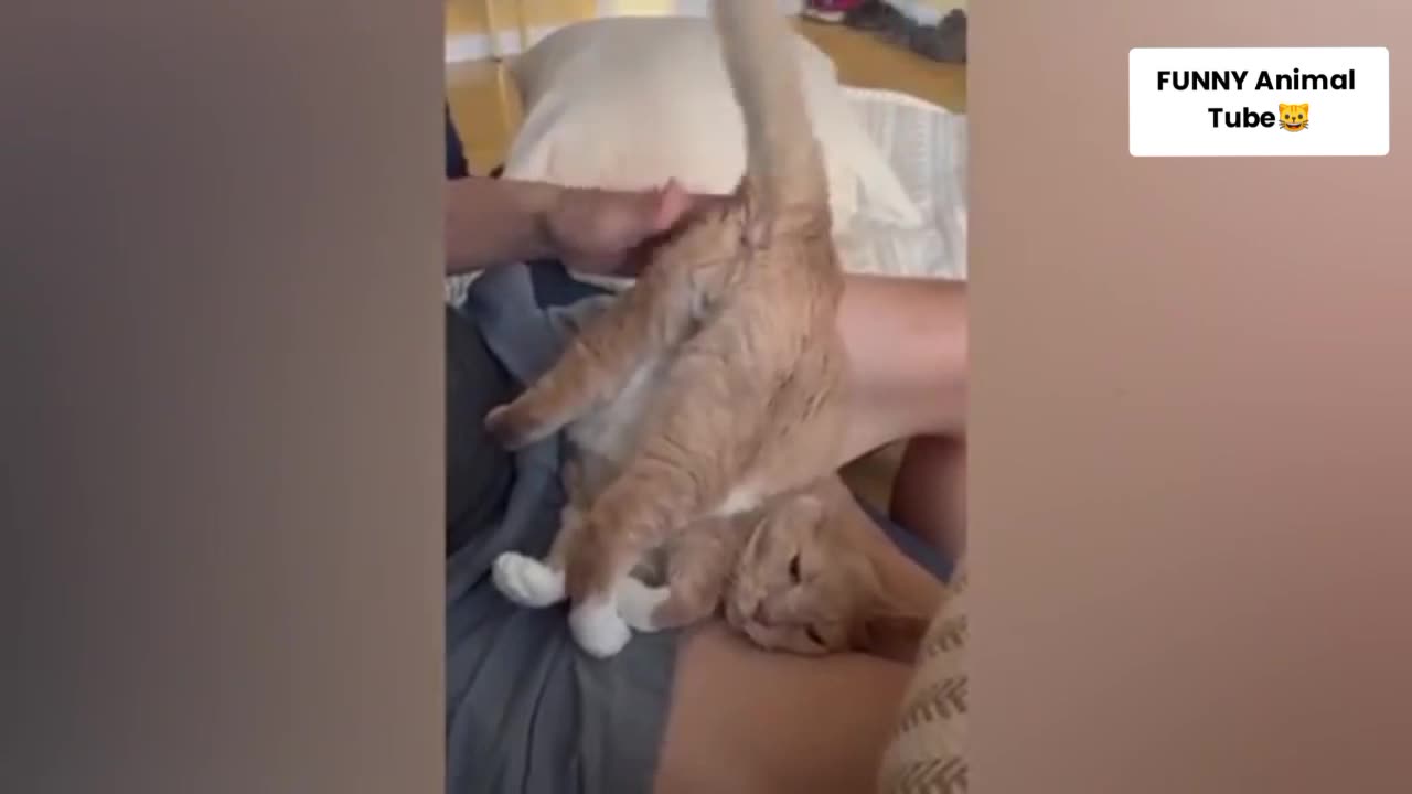 Best Animal funny video Prepare to laugh before you watch this