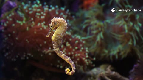 "Seahorses: Ocean’s Tiny Superstars!"