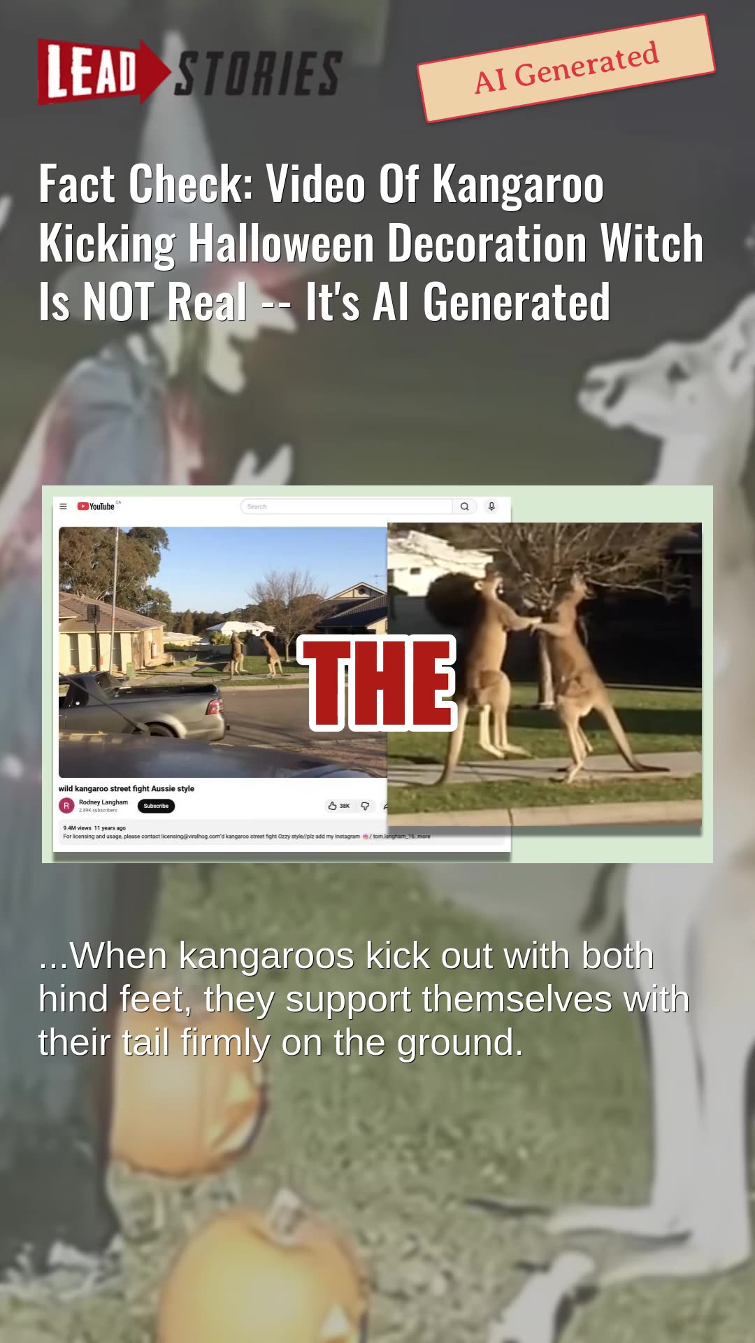 Fact Check: Video Of Kangaroo Kicking Halloween Decoration Witch Is NOT Real -- Its AI Generated
