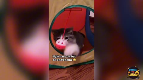 Funniest Cats Ever! 😹😂 Try Not to Laugh Challenge!