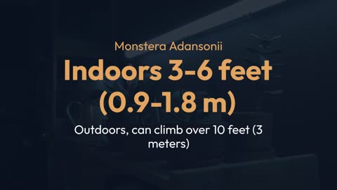 Monstera Plant Size Guide