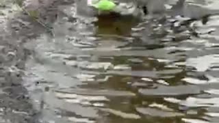 A "swamp puppy" was caught on camera playing with a squeaky toy in Venice, Fl