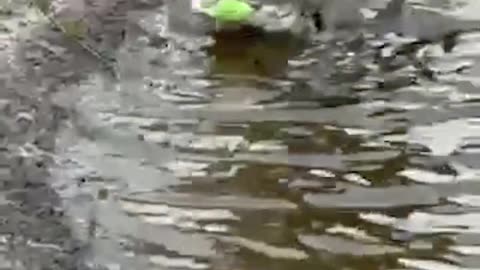 A "swamp puppy" was caught on camera playing with a squeaky toy in Venice, Fl