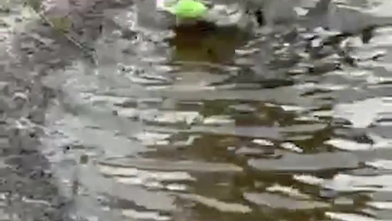 A "swamp puppy" was caught on camera playing with a squeaky toy in Venice, Fl