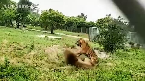 The Amur Tiger kills the Lion that got in his Way Lion versus Tiger