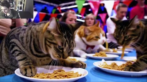 Outtake #1,187 Of The Cats Attempt The Vegan Pasta Eating Contest Fake Funny Parody Video