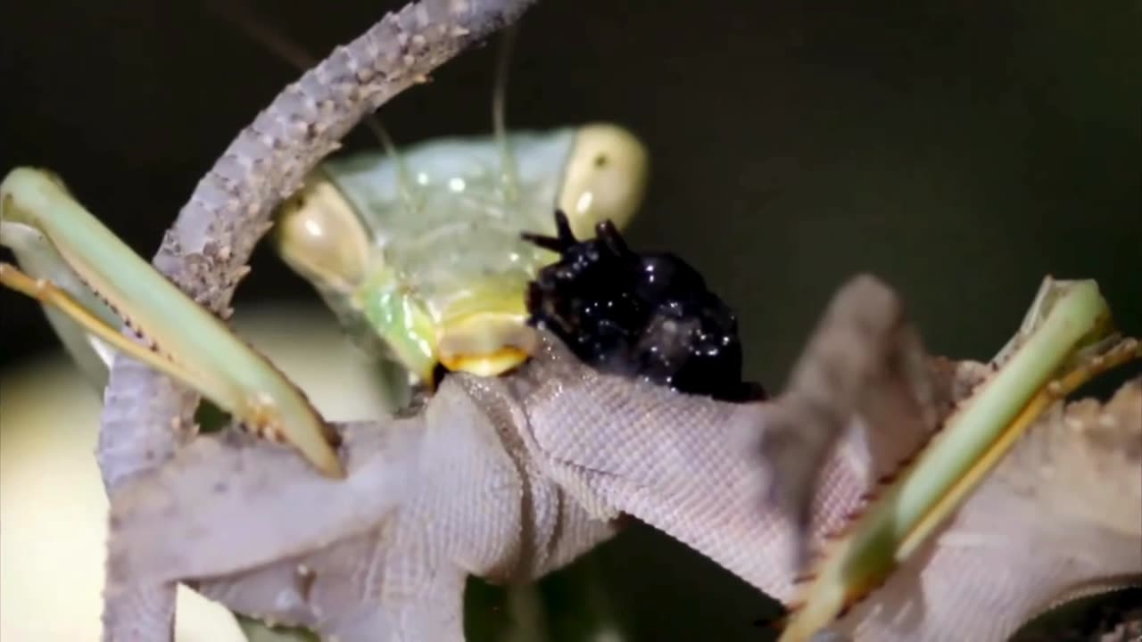 Praying Mantis Eats Gecko ALIVE 🕷️💀 Nature’s Silent Assassin!