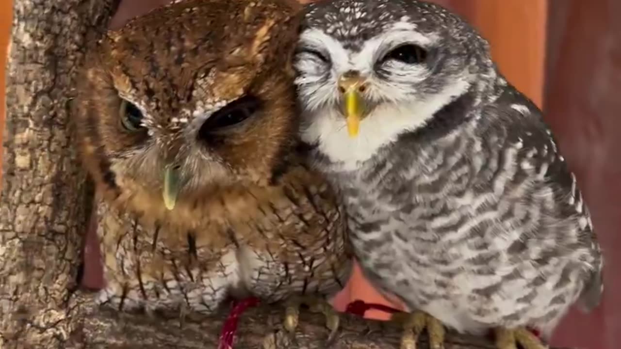 🦉💕😍