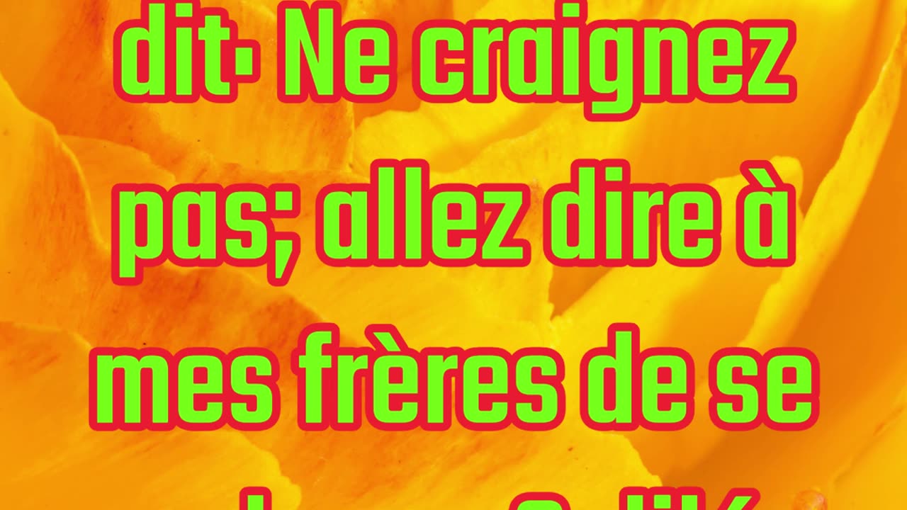 "N’ayez pas peur : Allez dire à mes frères" Matthieu 28:10 #shorts #youtube #ytshorts #shortvideo
