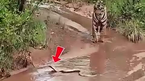 Shocking: Cats Outsmart Snakes with Lightning Reflexes! #trending #animals #wild