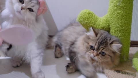 This kitten looks like he doesn_t like it but actually loves being brushed - so adorable_