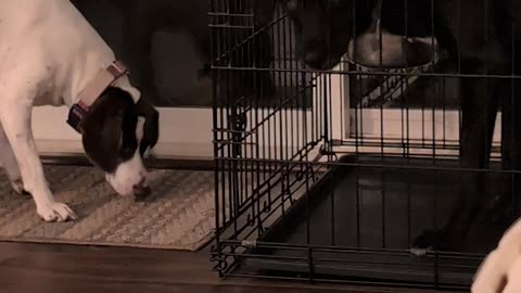 Pup Likes to Share His Dinner