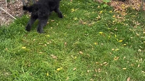 😂🤣 Doggo vs Woodchuck! Who Will Win? | FunFM