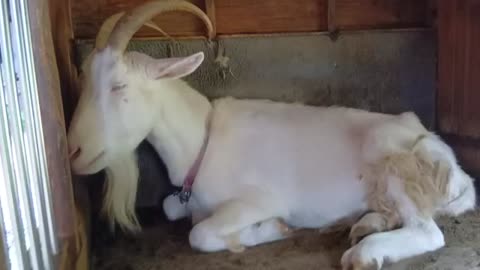 雨の日の山羊小屋にいる山羊さん