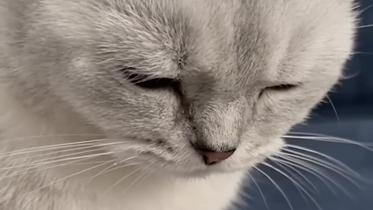 Cat... observation