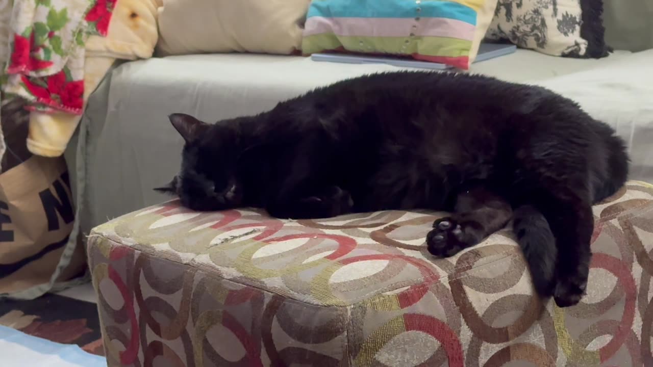 Cute Precious Piper Reminds Me of a French Cafe - My Adopted Shelter Cat Vlog