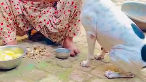 Funny 😂🤣 video of dogs 🐕