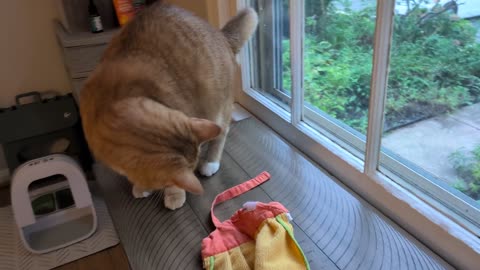 😂🐱 The Funniest Scaredy Cat Compilation of the Week! | FunFM