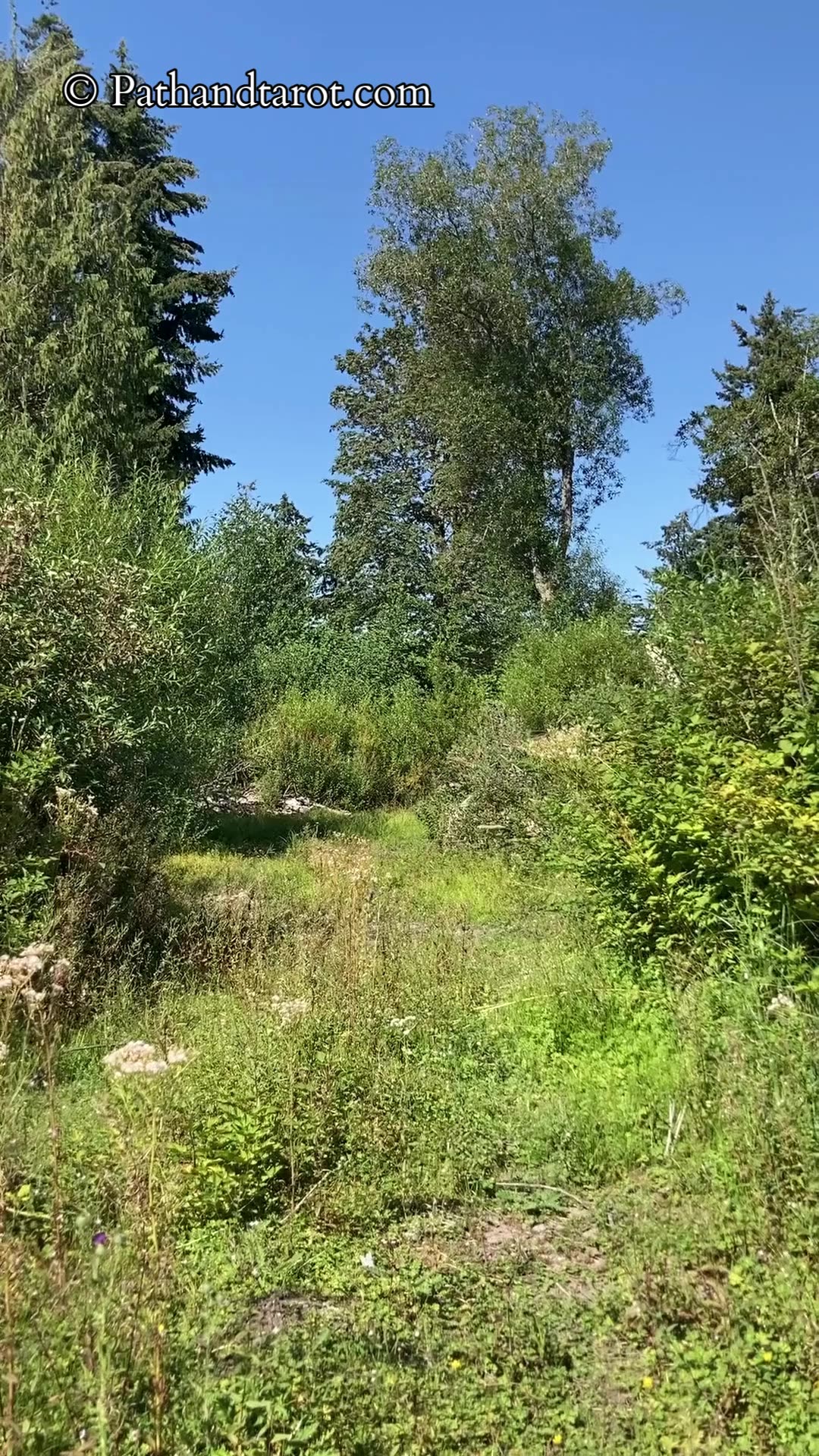 One Vision At A Time | Path and Tarot Reading