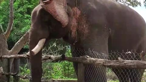 Elephants