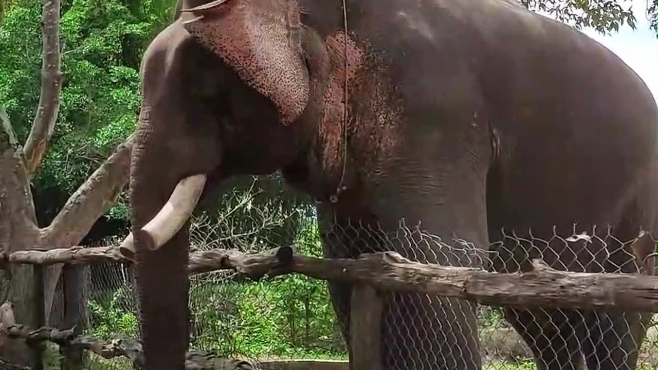 Elephants