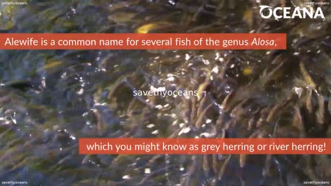 Alosa The Little Fish That Could Oceana