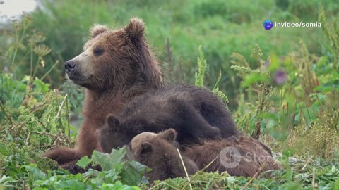 A Bear's Love: Nature's Embrace