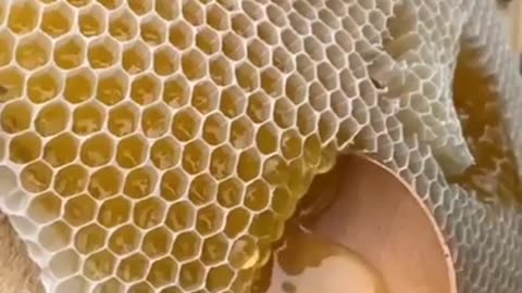 ठण्ड में शहद और अदरक के चमत्कार