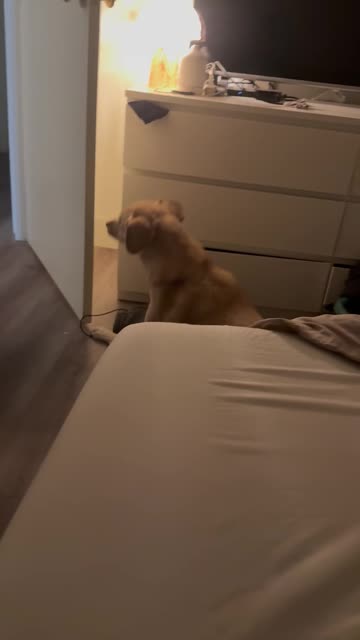 Dog Not as Athletic as She Used to Be