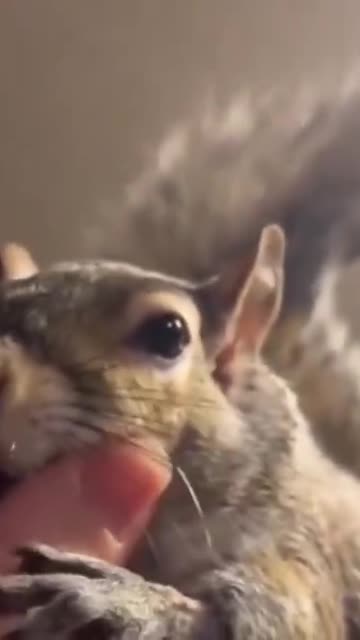 Lady gently pets her pet grey squirrel, squirrel grabs lady's fingers