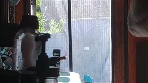 Truman show 2. Aug. 14. 1725