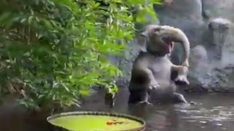 Funny Animals Home Zoo