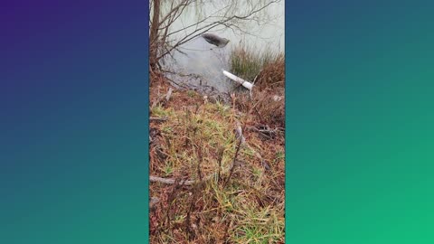Pulling A Deer Out My Pond!