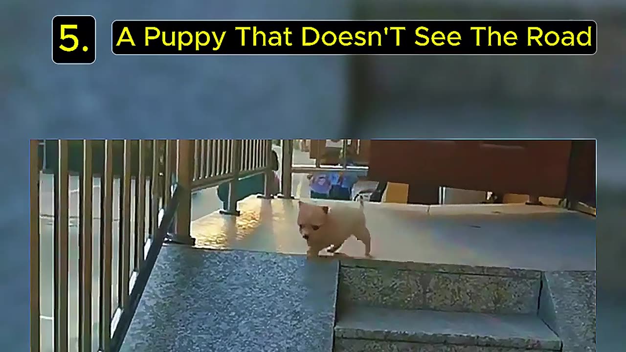Top 5 Funny Dog