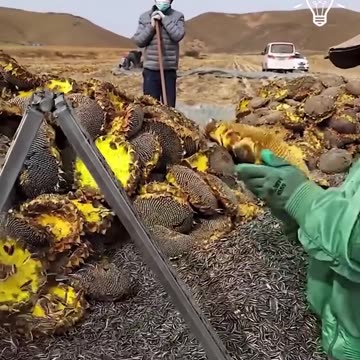They made harvesting sunflower seeds way easier now!.hd