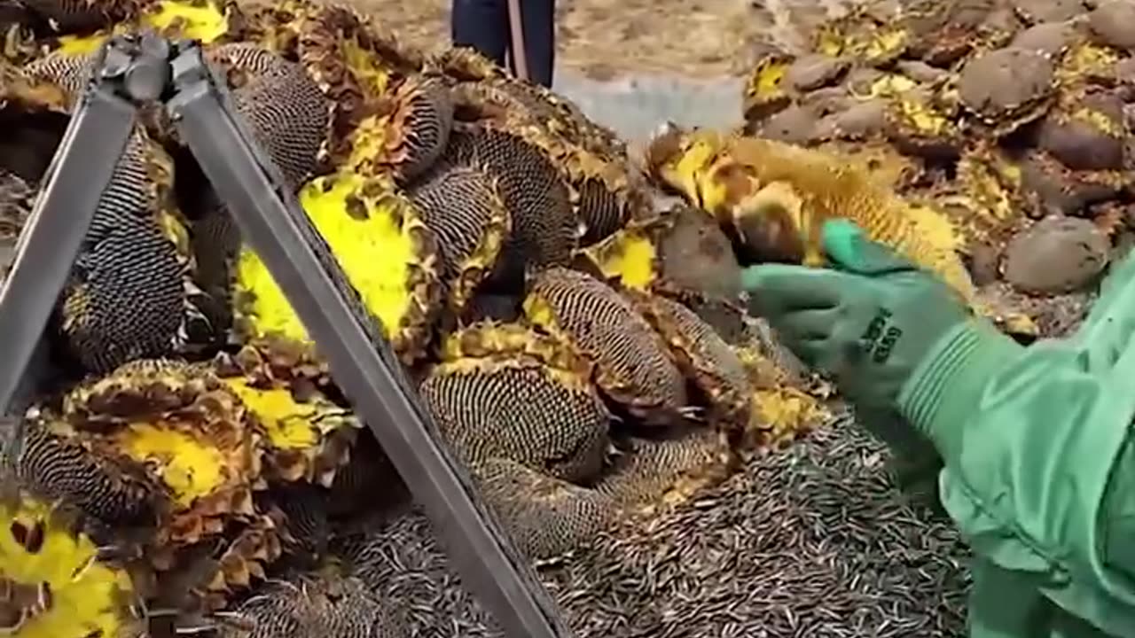 They made harvesting sunflower seeds way easier now!.hd