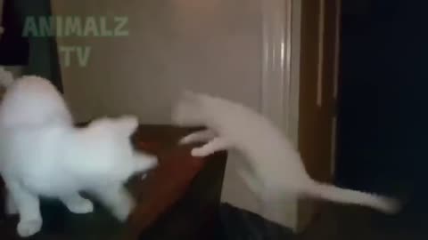 Funny animals being silly