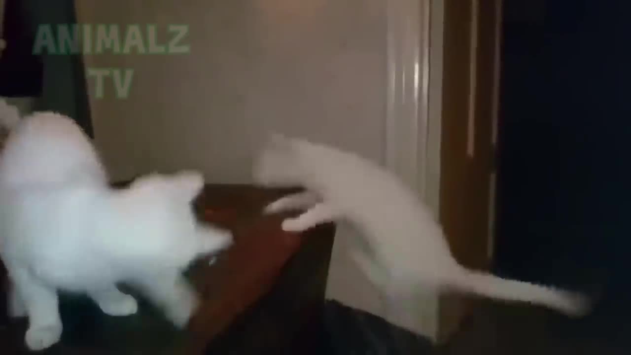 Funny animals being silly