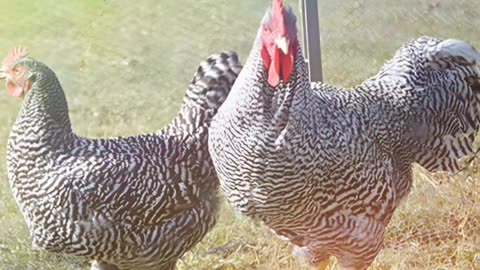 Animali allevamento a terra