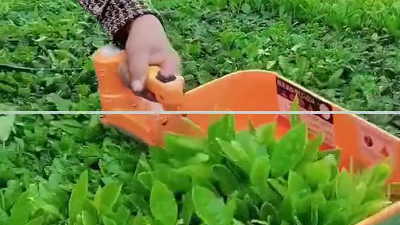 Ideas fox part 39