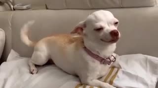🐶😂 This Adorable Chihuahua Will Steal Your Heart! | FunFM