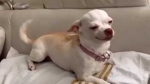 🐶😂 This Adorable Chihuahua Will Steal Your Heart! | FunFM