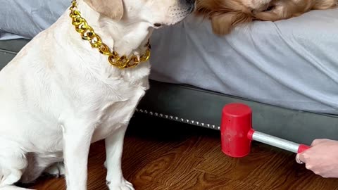 叫狗子干点活还畏畏缩缩的，信任呢？Calling a dog to do some work and it's hesitant, trustworthiness?
