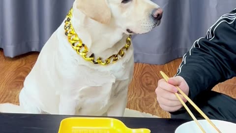狗子：见者有份Dog: Those who see it have a share