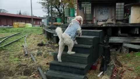 PUP STAR - Official Movie