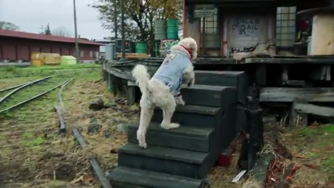 PUP STAR - Official Movie