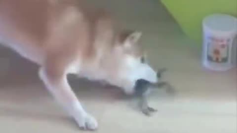 Funny video pets