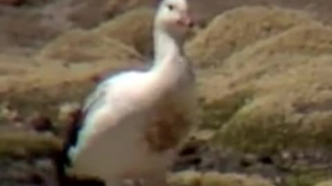 goose