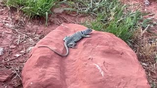 Horned Toad Palo Duro Canyon S.P. TX #4
