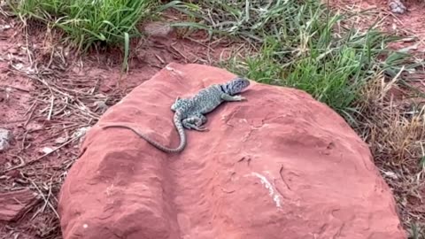 Horned Lizard Palo Duro Canyon S.P. TX #4